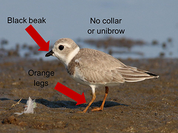 Identifying features of a juvenile Piping Plover are highlighted. Photo by Victor W. Fazio III.